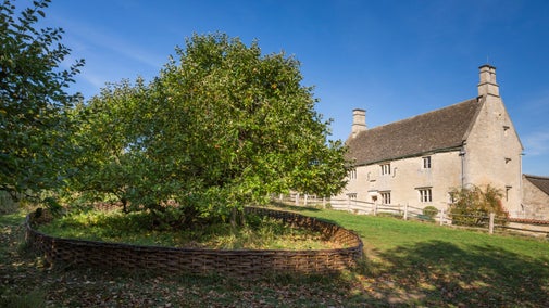 Isaac Newton's apple tree protected by willow fence in the garden with the farmhouse at the background at Woolsthorpe Manor, Lincolnshire.